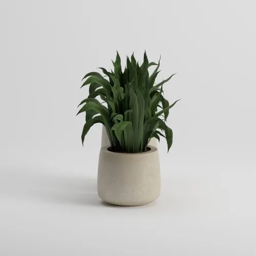 LOTUS SET